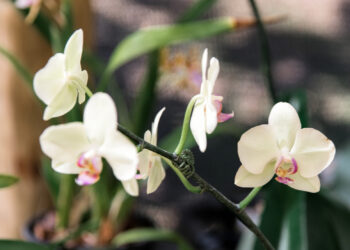 Orquidário ganha edição especial de Dia das Mães no Shopping Itaigara