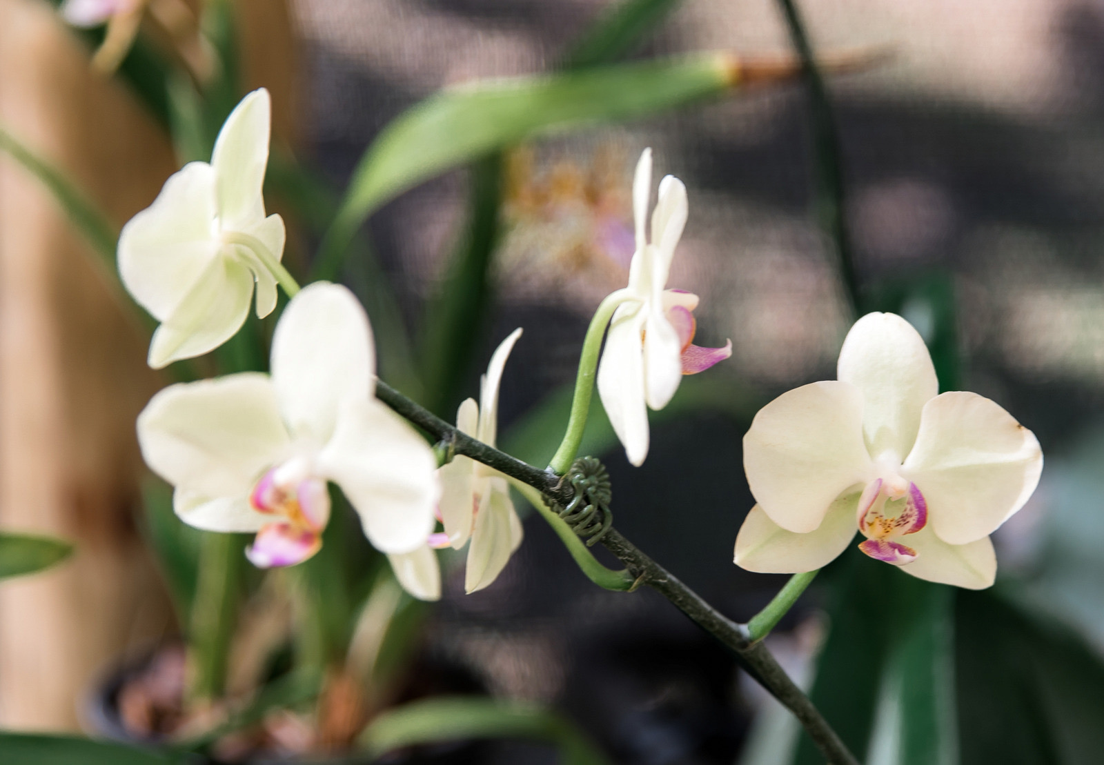 No momento, você está visualizando Orquidário ganha edição especial de Dia das Mães no Shopping Itaigara